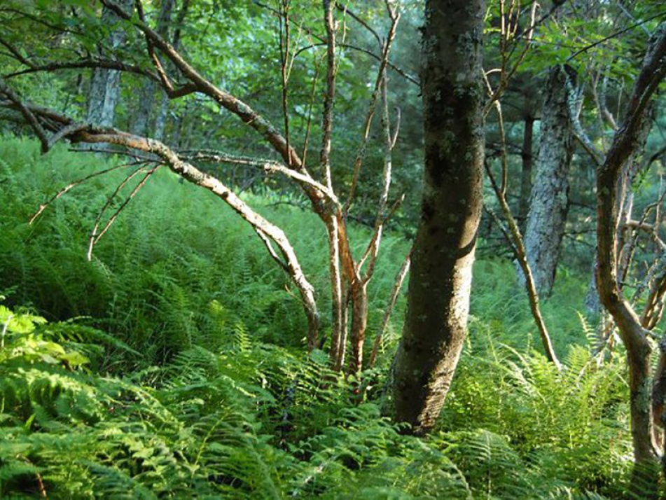 forest scene