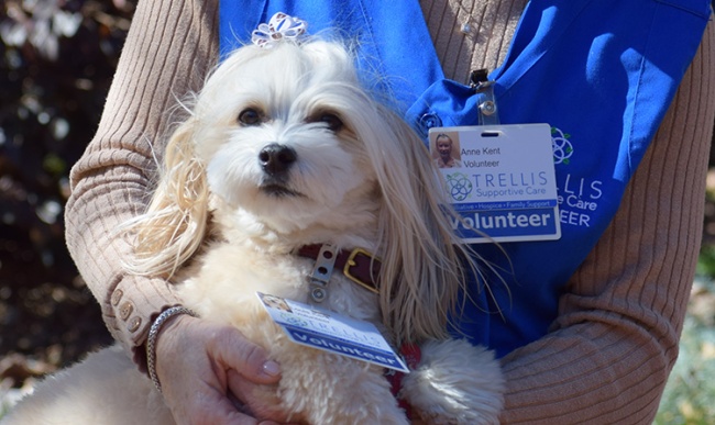 Trellis Volunteer Pet Therapy